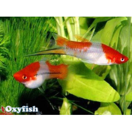 Xiphophorus helleri - Xipho koï kohaku yeux rouges hi-fin 4.5-5 cm