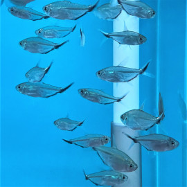 Moenkhausia costae 3-3.5 cm