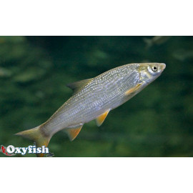 Chondrostoma nasus - Hotu 5-6 cm