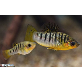 Limia nigrofasciata 4.00 cm