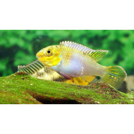 Pelvicachromis Subocellatus 3-4 cm