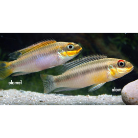 Pelvicachromis taeniatus "Nigeria green" 4-5 cm