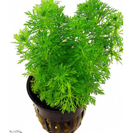 Limnophila sessiliflora en bouquet