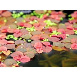 Phyllanthus fluitans - Plante de surface en barquette