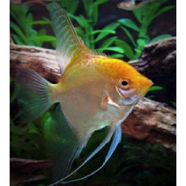 Pterophyllum scalare - Scalaire doré ALBINO 3-3.5 cm