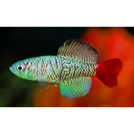 Nothobranchius Orthonotus Beira 3-3.5 cm