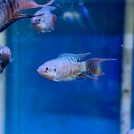 Macropodus opercularis - Poisson paradis Bleu/Rouge 4-5 cm