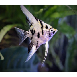 Pterophyllum scalare - Scalaire Platinum Dalmatien 3.50 cm