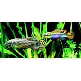 Pelvicachromis taeniatus "Moliwe" 4-5 cm