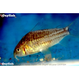 Corydoras nanus - Corydoras court  2.5-3 cm