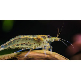 Caridina japonica GOLD- Crevette "Japonica" Amano eau douce 1.5-2 cm Elevage (copie)