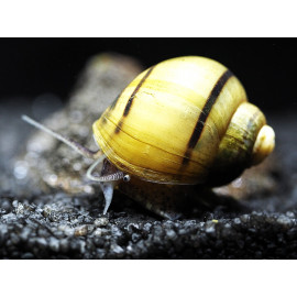 Asolene Spixi - Escargot mangeur d'hydres 1.5-2 cm