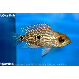 Herichthys / Cichlasoma carpintis "Carpinte" - Cichlidé perle 3.5-4 cm