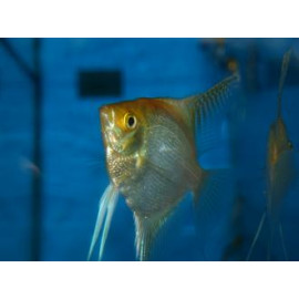 Pterophyllum scalare - scalaire diamant dore  (3-3.5cm)