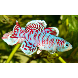 Nothobranchius eggersi Chamakwese 2.5-3 cm