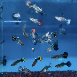 Poecilia reticulata - Guppy femelle dumbo en assortiment 4.50 cm