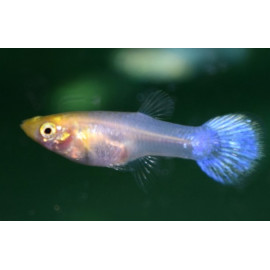 Poecilia reticulata - Guppy femelle blanche "Snow White"  3-3.5 cm