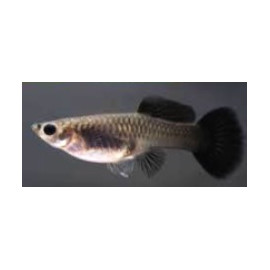 Poecilia reticulata - Guppy Femelle black Moscou 3.50 cm
