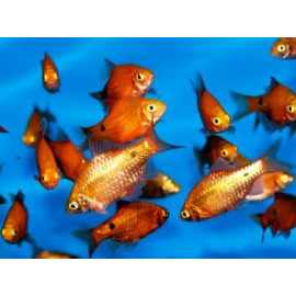 Puntius / Barbus conchonius - Barbus Red Néon 4.50 cm