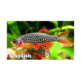 Danio Margaritatus - Rasbora Galaxy 1.5-2.5 cm