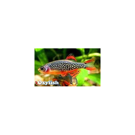 Danio Margaritatus - Rasbora Galaxy 1.5-2.5 cm