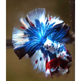 Betta Mâle fancy marble Halfmoon - Combattant Fancy Marble Halfmoon 5-6 cm (copie)