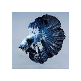 Betta Mâle fancy marble Halfmoon - Combattant Fancy Marble Halfmoon 5-6 cm (copie)