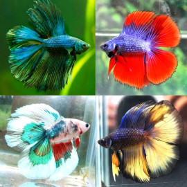 Betta plakat "Twin tailed" - Combattant plakat mâle double queue 3.5-4 cm