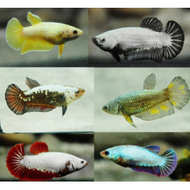 Betta plakat - Combattant plakat Femelle Fancy 3.5-4 cm