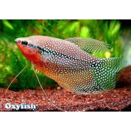 Trichogaster leeri - Gourami perle 5-6 cm