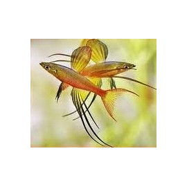 Iriatherina werneri - Arc en ciel voilé 2.00 cm