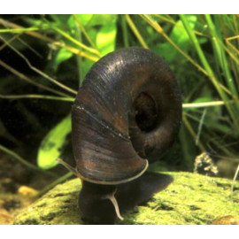 Segmentina calatha - Escargot "ramshorn" noir 1-2 cm