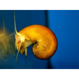 Pomacea bridgesii ampulaire dore- 2.5 cm (copie)