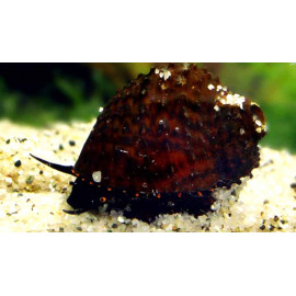 Paludomus loricatus - Escargot à points rouges 1-1.5 cm