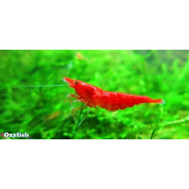 Neocaridina heteropoda - Crevette Bloody Mary 1.2-1.5 cm (copie)