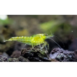 Neocaridina sp. - Crevette green verte Jade 1.2-1.5 cm