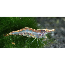 Caridina Simoni - Crevette Naine du sri lanka 2.00 cm