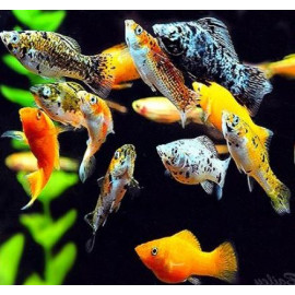 Poecilia sphenops - Molly en assortiment SAILFIN - 7-8 cm