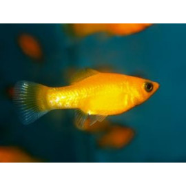 Poecilia sphenops - Molly 24K Gold Platinum 4-4.5 cm