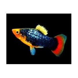 Xiphophorus maculatus - Platy rouge "red parrot" 3.00 cm