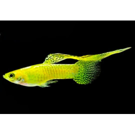 Poecilia reticulata - Guppy mâle "Yellow lace Top Sword" 3-3.5 cm