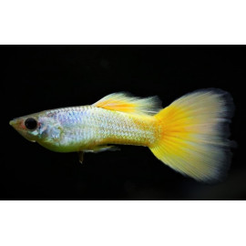 Poecilia reticulata yellow Moscow - Guppy mâle jaune Moscou 3-3.5 cm