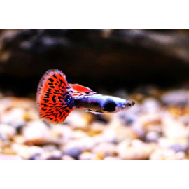 Poecilia reticulata - Guppy Mäle "Dumbo Silver Body Red Mosaic" 2.5-3 cm