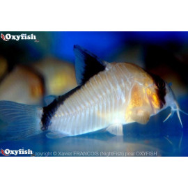 Corydoras metae - Corydoras bandit à dos noir 3.5-4 cm sauvage