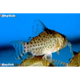 Corydoras punctatus - Corydoras à points 2.5-3 cm sauvage