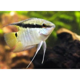 Cichlasoma festivum - Cichlidé drapeau 4-5 cm sauvage