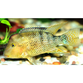 Geophagus steindachneri 3.5-4 cm