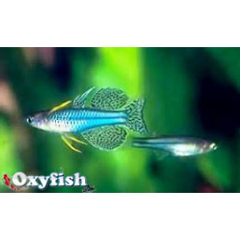 Pseudomugil ivantsoffi - Œil bleu d'Ivantsoff 1.50 cm