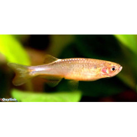 Brachydanio rerio rosy - Danio rose 2.5-3 cm