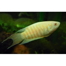 Macropodus opercularis albinos - Poisson Paradis albino 4.00 cm